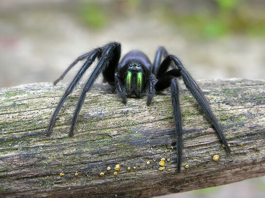 Esemplare di Segestria florentina