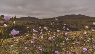 Desierto florido en el Parque Nacional Llanos de Challe, Chile