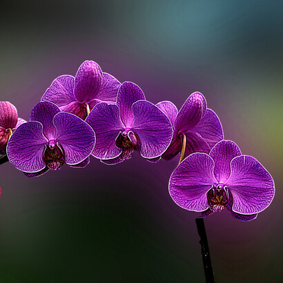 Grupo de orquídeas