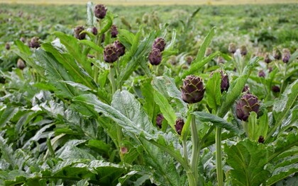 Il carciofo brindisino IGP è una delle eccellenze orticole della Puglia, riconosciuto per la sua tenerezza e il sapore delicato