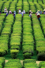 Plantação de chá nos Açores