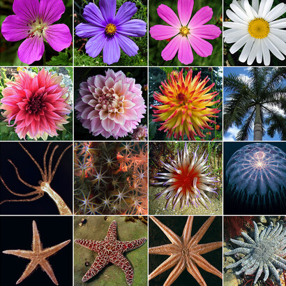 Few examples of radial symmetry in the macroscopic world. Upper two rows show some examples concerning plants. Lower two rows are examples of radial symmetry in animals. How is macroscopic symmetry consistent with the asymmetry of the molecular world?