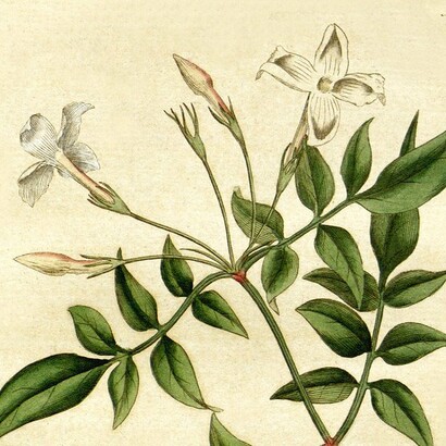 "Jasminum officinale", ilustración publicada en "Botanical Magazine 31", 1787