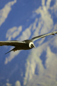 El cañón del Colca está ubicado en la provincia de Caylloma. Colca proviene de las palabras Collaguas y Cabanas, dos etnias que habitaban a lo largo del río Colca. Este cañón tiene una profundidad de 4160 m y es el cuarto cañón más profundo del planeta. El Cóndor andino en el Cañón del Colca, Perú