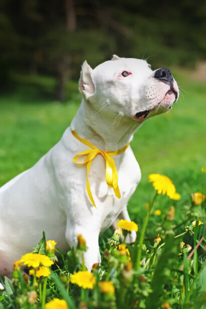Nacido del cruce de múltiples razas, el dogo argentino fue concebido como un perro de caza fuerte, silencioso y resistente, ideal para enfrentar grandes presas en terrenos hostiles