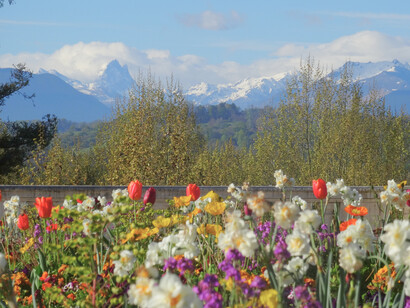 Le Pic d'Ossau vu du boulevard des Pyrénées à Pau, en premier plan un bosquet de fleurs