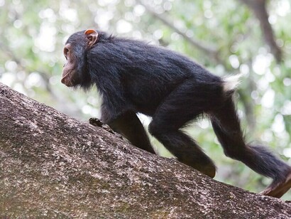 A chimpanzees (Pan troglodytes schweinfurthii) in the forests of Gombe Stream National Park, Tanzania