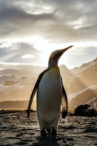 Pinguino reale (Aptenodytes patagonicus) in spiaggia 