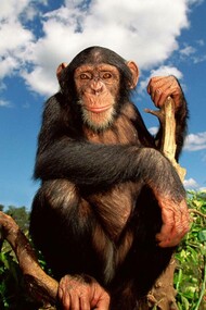 Lo scimpanzè comune (Pan troglodytes) possiede circa il 99% del nostro patrimonio genetico