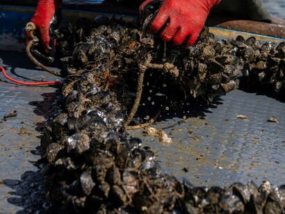 Si distinguono per il guscio nero-bluastro e la carne interna dal sapore marino intenso, apprezzata sia cruda che cotta