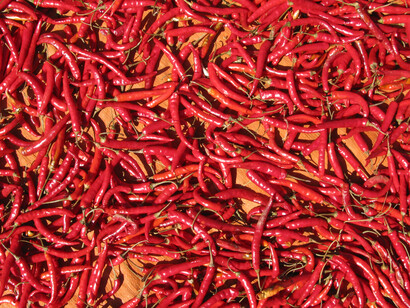 El ají, fruto del género Capsicum. Hay evidencias del uso del chile en el Sudeste Asiático en inscripciones en piedra del período Bagan del siglo XIII en Myanmar. Pangetkon, Kalaw, Colinas Shan, Myanmar 
