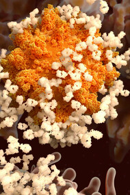 Anticuerpos liberados por linfocitos B atacan a un coronavirus que es absorbido por un macrófago