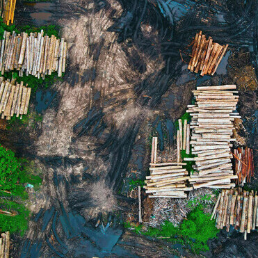 Recently cut logs stacked on wet, muddy ground — a clear sign of deforestation and its link to climate change