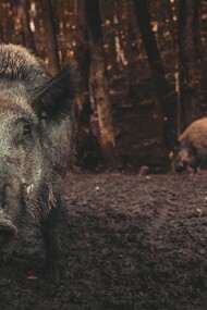 La peste suina africana e il cinghiale. Il primo caso di P.S.A. sul territorio europeo è un cinghiale rinvenuto morto nel territorio del comune di Ovada (Alessandria), e sottoposto ai test previsti dal Piano Nazionale di Sorveglianza Passiva, in prosieguo altre positività sono state evidenziati in carcasse di cinghiale nelle zone finitime del Piemonte e in Liguria