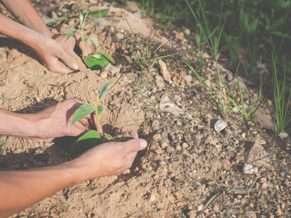 Mani che piantano delicatamente giovani piantine nel terreno, come simbolo di educazione