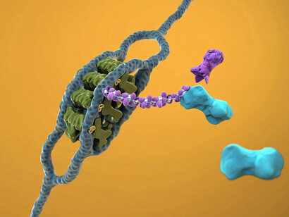 Cotranslationale Modifikation der Histone: Detailansicht der NAC-vermittelten Enzymrekrutierung 