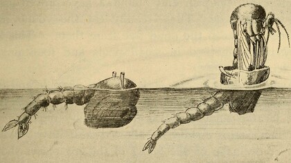"Larva y mosquito adulto", ilustración publicada en el libro "Salud en la casa y la ciudad", 1912
