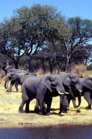 Elefanti nel Hwange National Park