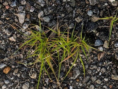 Tra roghi tossici e discariche abusive, la natura tenta ancora di resistere, come le persone che continuano a lottare per un futuro più giusto e vivibile