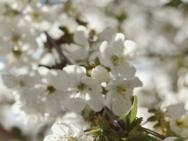 Incluso en los momentos más oscuros, supo sostenerse en la fe y el amor por los suyos, afirmando su voluntad de continuar adelante