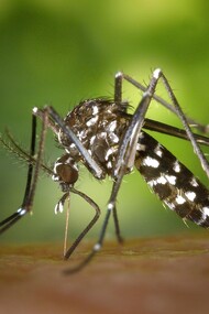 O Ministério da Saúde adotou estratégias baseadas em evidências científicas e tecnologias inovadoras focadas na redução das mortes por arbovírus. Elas estão organizadas em seis áreas: prevenção; vigilância; controle de vetores; organização da rede de saúde; preparação e resposta a emergências; e comunicação e participação da comunidade