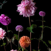 Paulette Tavormina, Dahlias (detail), 2023. Courtesy of Winston Wächter Fine Art