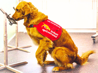 Trained to detect the invisible, dogs are helping rewrite the rules of modern medical testing