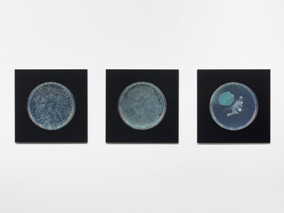 Dane Mitchell, Archive of dust, room 18, exhibition view. Courtesy of Two Rooms