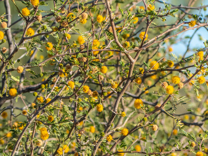Es así que para Sor Juana nunca se puede preguntar “desde dónde piensas”, cuál es tu origen o tu fuente, tu tradición, tu cultura, sino más bien: ¿qué trayectos y tiempos te atraviesan? Boulia oeste de Queensland, Australia