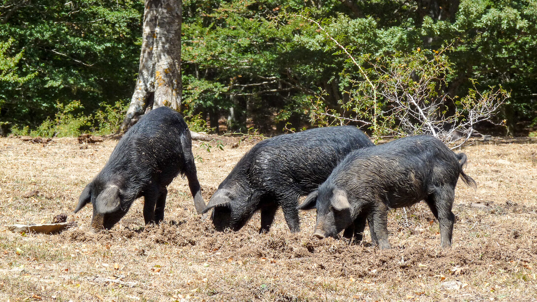 Il suino nero dei Nebrodi, copyright Christophe Pinard
