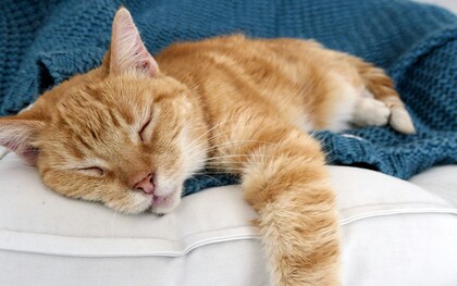 L’essenzialismo invita a distinguere ciò che è davvero importante da ciò che è solo distrazione