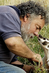 A badger can be quite sociable (taken from The Wild Bunch Ranch)