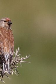 Linnet, Keyhaven Marshes, ph. Gehan de Silva Wijeyeratne