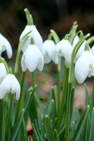 Galanthus nivalis