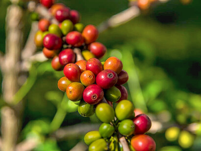 Clusters of raw red coffee cherries ripen under the shade in Karnataka, one of India’s leading coffee-growing regions