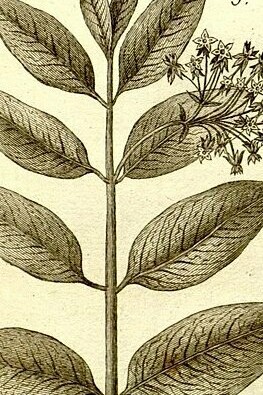 Ilustración de la "Colección de láminas botánicas de la Enciclopedia", 1823