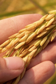 Un contadino analizza il processo di crescita del riso in un campo 