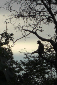Esemplare di Nasica del Borneo su un ramo avvolto dalle ombre 