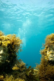 Vegetación marina creciendo alrededor de las esculturas sumergidas de Jason deCaires