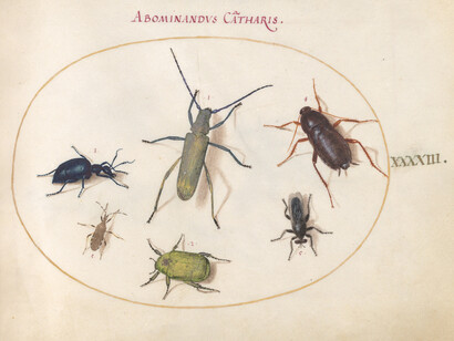 Joris Hoefnagel, Plate 43: musk beetle, oil beetle, tansy beetle(?), cockroach, leaf-footed bug, and other insects, c.1575/1590s. Courtesy of National Gallery of Art