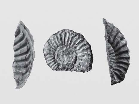 Ammonites encontrados en la Formación Chocolate, Arequipa, Perú