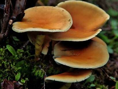 Gruppo di funghi nel terreno della foresta