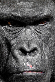 Un magnifico esemplare di gorilla