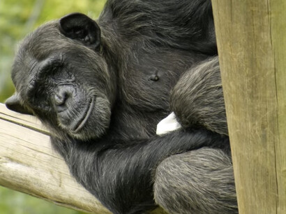El Edén de Chimpancés, fundado en 2006, es el primer y único santuario de chimpancés en Sudáfrica. Jane Goodall's Chimp Eden, Reserva Natural Umhloti, Nelspruit, Sudáfrica