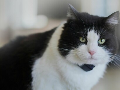 Percebeu que sua prece fôra atendida quando Pláton deu um longo miado. Pôs-se a escrever – não sem antes pesquisar sobre a palavra revelada no sonho: era nada menos que uma versão moderna de Mênfis!