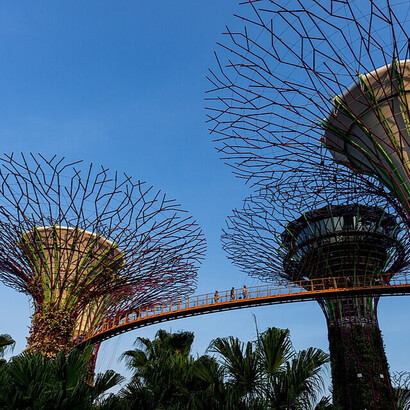 Los superárboles son estructuras arbóreas que dominan el paisaje de los Jardines, con alturas que oscilan entre los 25 y los 50 metros. Jardines junto a la bahía. Singapur