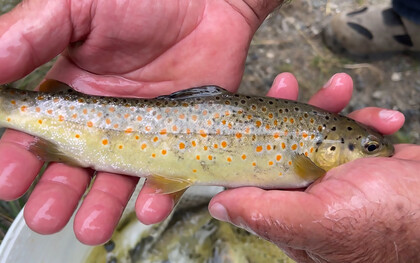 A man holding a freshly caught red-spotted trout in his hands