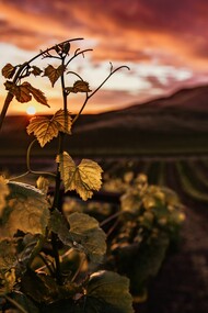 Enoturismo ed oleoturismo. La Bella Italia è attraversata interamente da una rete di itinerari turistici ideati a favorire e tutelare il Paese dove vengono prodotti agroalimentari di qualità, le cosiddette "Strade del Vino e dell’Olio"