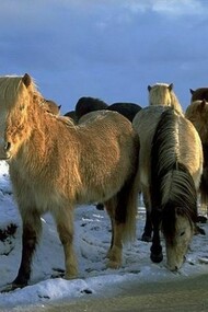 A group of icelandic horses in the snow