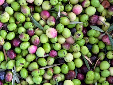 Le regioni italiane, dal nord al sud, producono oli EVO con caratteristiche aromatiche uniche dovute ai diversi terreni